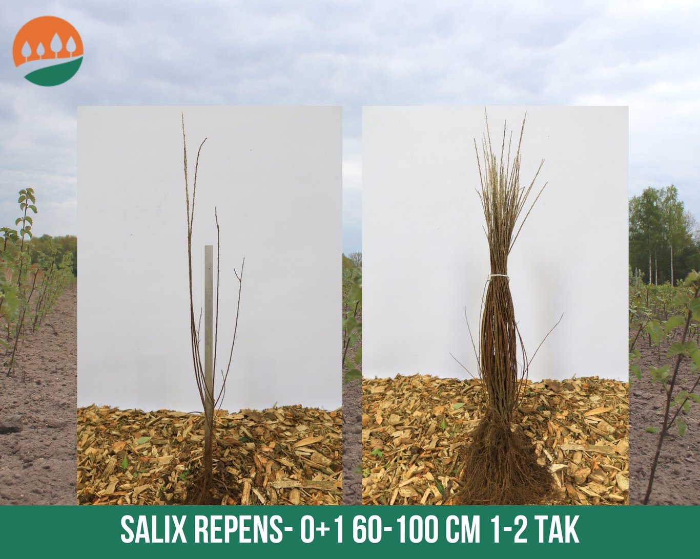 Salix repens - 60-100 CM bare root 0/1 1-2 branche